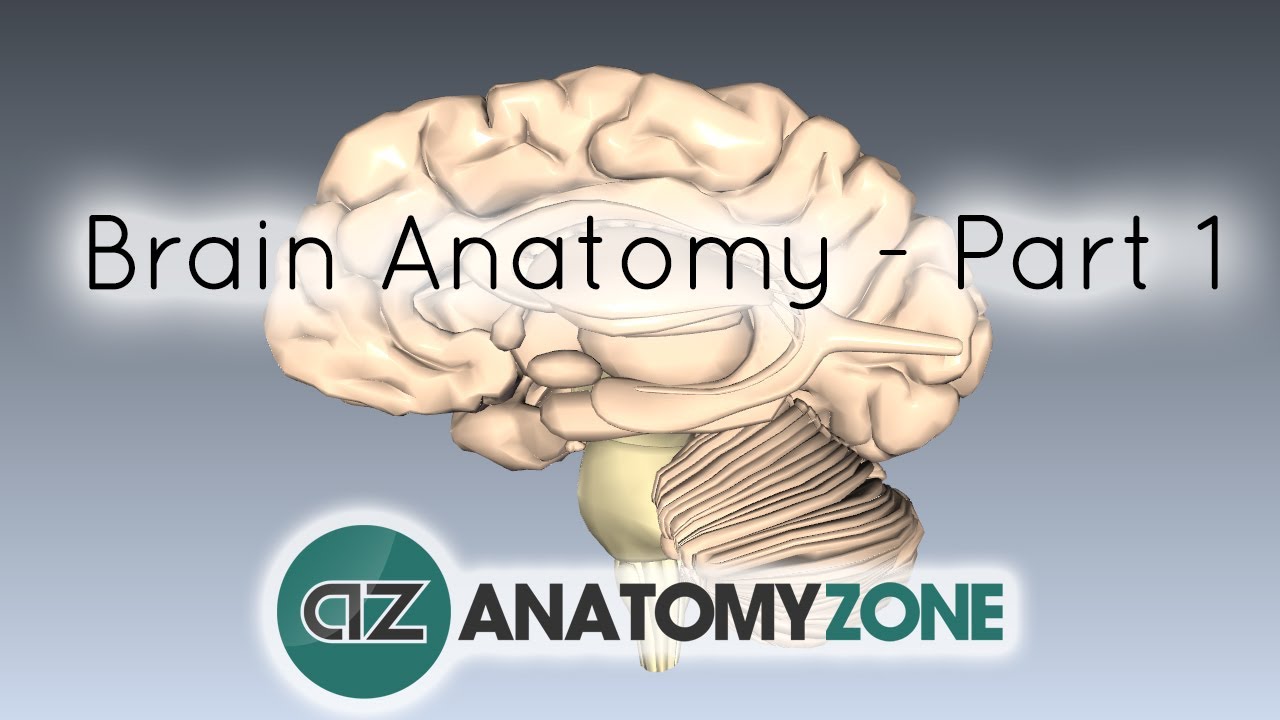 Basic Parts of the Brain – Part 1 – 3D Anatomy Tutorial