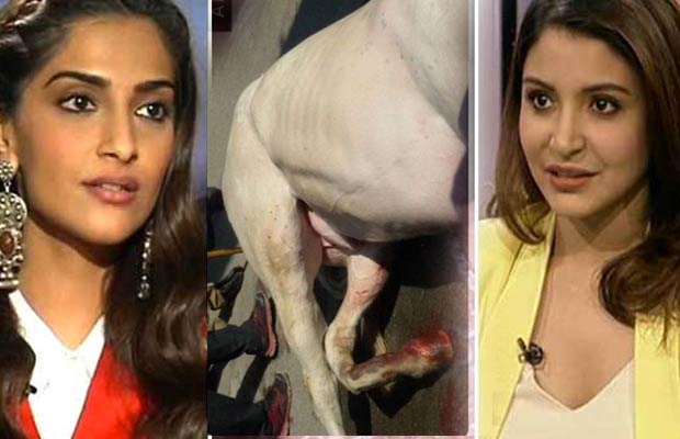 Sonam Kapoor, Anushka Sharma And Sunny Leone Voice Their Angst Against The Horse Being Beaten Up