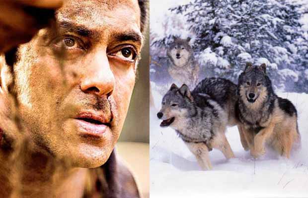 REVEALED: Salman Khan’s BLOODY Action Scene With Wolves In Tiger Zinda Hai