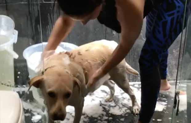 Woman Crush Wednesday: This Video Of Sunny Leone Giving Bath To A Stray Dog Is Going VIRAL