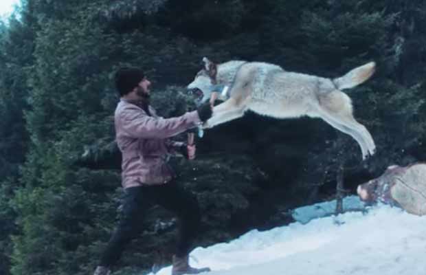 Tiger Zinda Hai New Promo: Salman Khan Performs Dangerous Scene With Wild Wolves