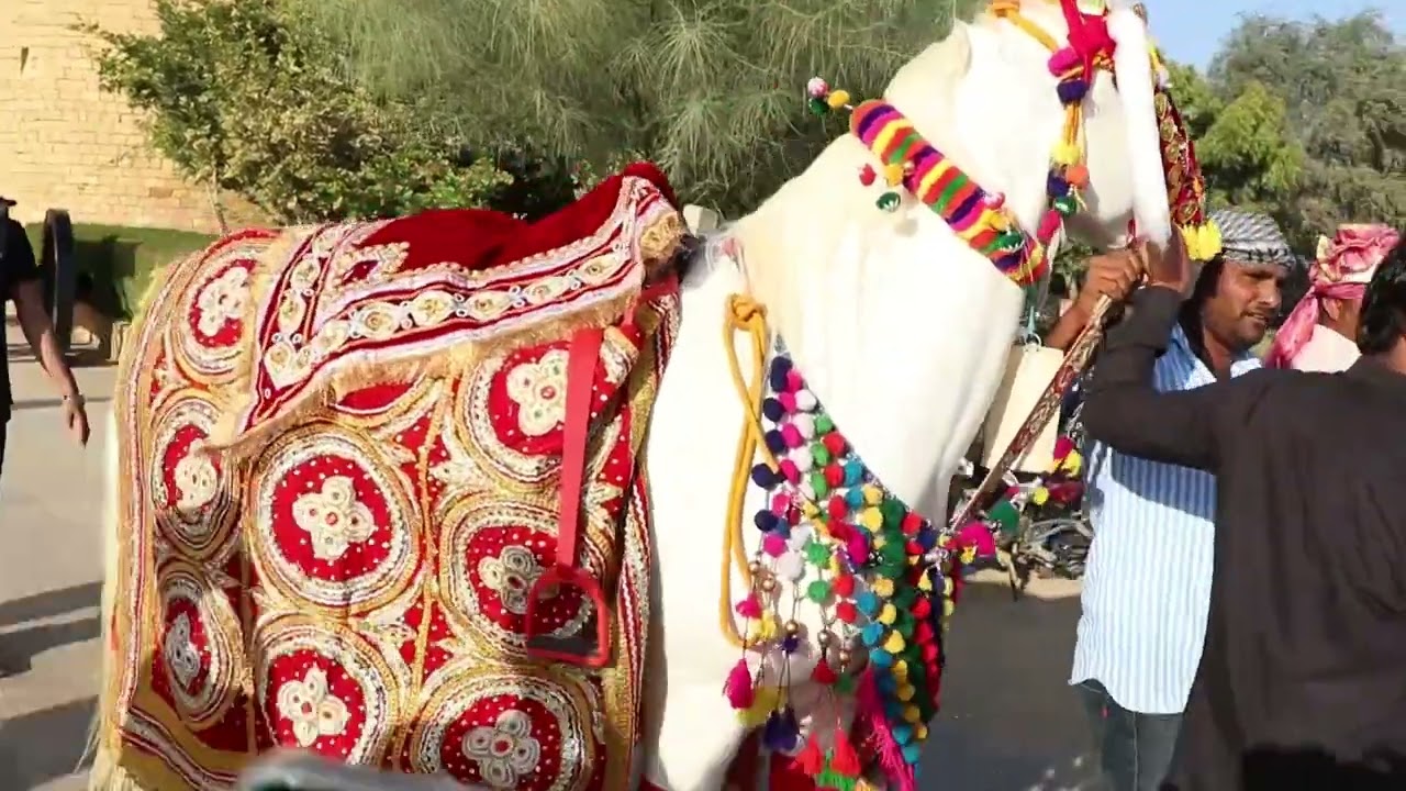 Videos : Horse Arrived At Sidharth Malhotra Wedding